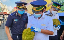 Sau 1 tuần gỡ vướng khâu kiểm nghiệm, xuất khẩu sầu riêng thông suốt trở lại