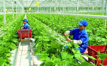 Đã có nhiều ưu đãi tín dụng cho lĩnh vực nông nghiệp