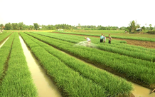 Thời hạn chuyển tiếp thực hiện dự án có sử dụng đất trồng lúa