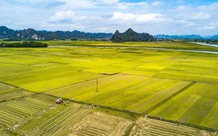 Có phải trình HĐND tỉnh các dự án chuyển mục đích sử dụng đất?