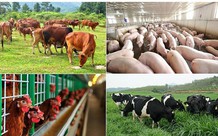 Hỗ trợ cơ sở sản xuất có động vật buộc phải tiêu hủy do dịch bệnh