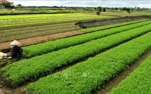 Chuyển đất trồng cây thành đất nông nghiệp khác cần điều kiện gì?
