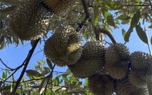 Xuất khẩu rau quả phục hồi nhờ sầu riêng