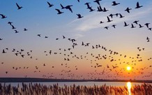 Tăng kiểm soát, xử nghiêm hành vi săn bắt chim hoang dã