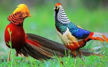 Nuôi chim trĩ bảy màu làm cảnh có phải xin cấp phép?