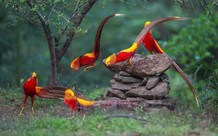 Nuôi chim trĩ làm cảnh, sinh sản: Quy định về thủ tục và nguồn gốc