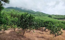 Nghĩa vụ tài chính và thủ tục chuyển đất trồng cây lâu năm sang đất ở
