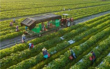 Xác định thời hạn sử dụng đất nông nghiệp thế nào?