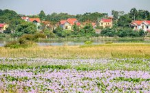 Đất quy hoạch nhưng chưa sử dụng có được chuyển mục đích?