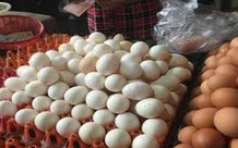 Trứng gia cầm có được miễn kiểm dịch?