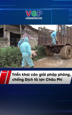 Triển khai các giải pháp phòng, chống Dịch tả lợn Châu Phi 