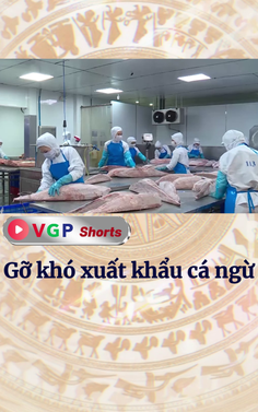 Tháo gỡ khó khăn trong xuất khẩu cá ngừ