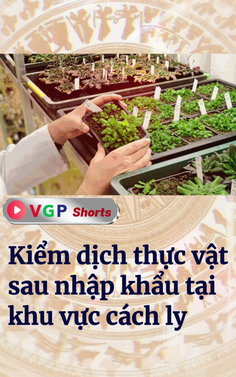 Kiểm dịch thực vật sau nhập khẩu tại khu vực cách ly