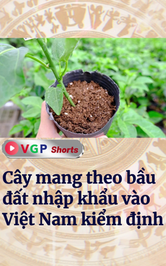 Cây mang theo bầu đất nhập khẩu vào Việt Nam phải có giấy phép kiểm dịch