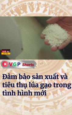 Đảm bảo sản xuất và tiêu thụ lúa gạo trong tình hình mới