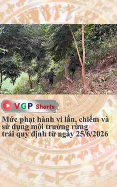 Mức phạt hành vi lấn, chiếm và sử dụng môi trường rừng trái quy định từ ngày 25/6/2026