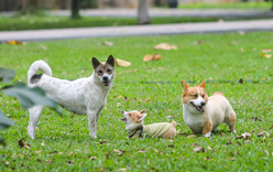 Thả rông động vật nuôi ở nơi công cộng bị phạt tới 1 triệu đồng