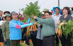 Thủ tướng thăm và thu hoạch cà rốt cùng người dân