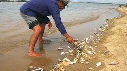 Vụ cá chết bất thường và nhiệm vụ cần kíp nhất