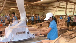 Không được tổ chức sản xuất, gia công tại chi nhánh?