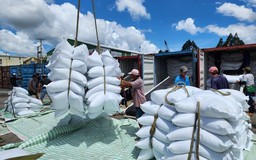 Phản hồi kiến nghị về siết điều kiện xuất khẩu gạo