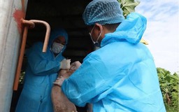 Khi nào hộ chăn nuôi được hỗ trợ do ảnh hưởng dịch bệnh?