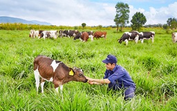 Trang trại bò sữa đầu tiên của Việt Nam đạt tiêu chuẩn châu Âu