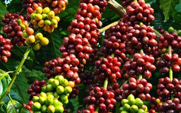 Đưa Việt Nam trở thành điểm tham chiếu của cà phê