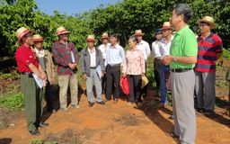 Đồng hành cùng nông dân sản xuất cà phê