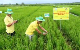 Trải nghiệm phân bón ứng dụng cao cùng Đạm Cà Mau