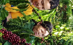 Xây dựng chuỗi giá trị cà phê Việt bền vững