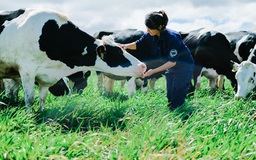 Vinamilk có hệ thống trang trại đạt chuẩn Global Gap lớn nhất châu Á