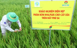 Đạm Cà Mau được cấp phép khảo nghiệm phân bón