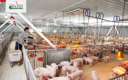 IFC hỗ trợ doanh nghiệp Việt Nam mở rộng chăn nuôi bền vững