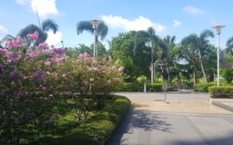 Vai trò của cây xanh đối với các dự án nhà ở đô thị