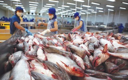 Phản đối mức thuế DOC áp cho cá tra Việt Nam