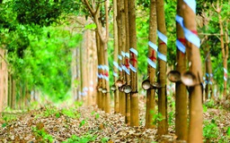 Liên kết hợp tác xã, giữ giá mủ cao su