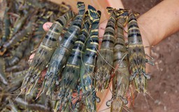 Xuất khẩu nông sản 2 tháng đầu năm mang về 6,1 tỷ USD