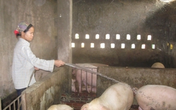 Chuỗi giá trị nông sản: Hạn chế ở mọi khâu