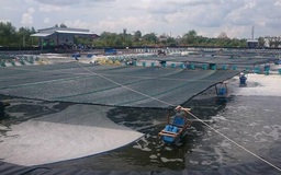 Cần cơ cấu lại chuỗi sản xuất tôm