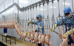 Thêm 2 dây chuyền chế biến thịt gà đủ điều kiện xuất khẩu Nhật Bản