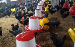 Đề nghị thay đổi đối tượng áp dụng Thông tư thức ăn chăn nuôi