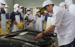 Bình Định tổ chức 4 đội tàu khai thác cá ngừ xuất khẩu