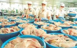 Làm rõ phản ánh việc độc quyền xuất khẩu cá tra vào Nga