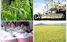 Phó Thủ tướng kết luận về phát triển thương hiệu gạo