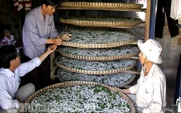 Bộ NN&PTNT chưa cho nuôi tằm lai nhện 