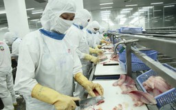 Cá tra xuất khẩu "gặp nguy" vì Nghị định mới?