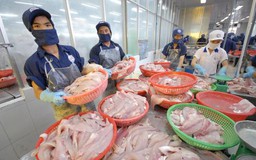 Chưa áp dụng quy định “tỷ lệ mạ băng” cá tra
