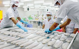 Tranh cãi chưa dứt quanh Nghị định cá tra