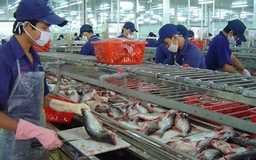 Kiến nghị bỏ vai trò của Hiệp hội Cá tra trong xuất khẩu